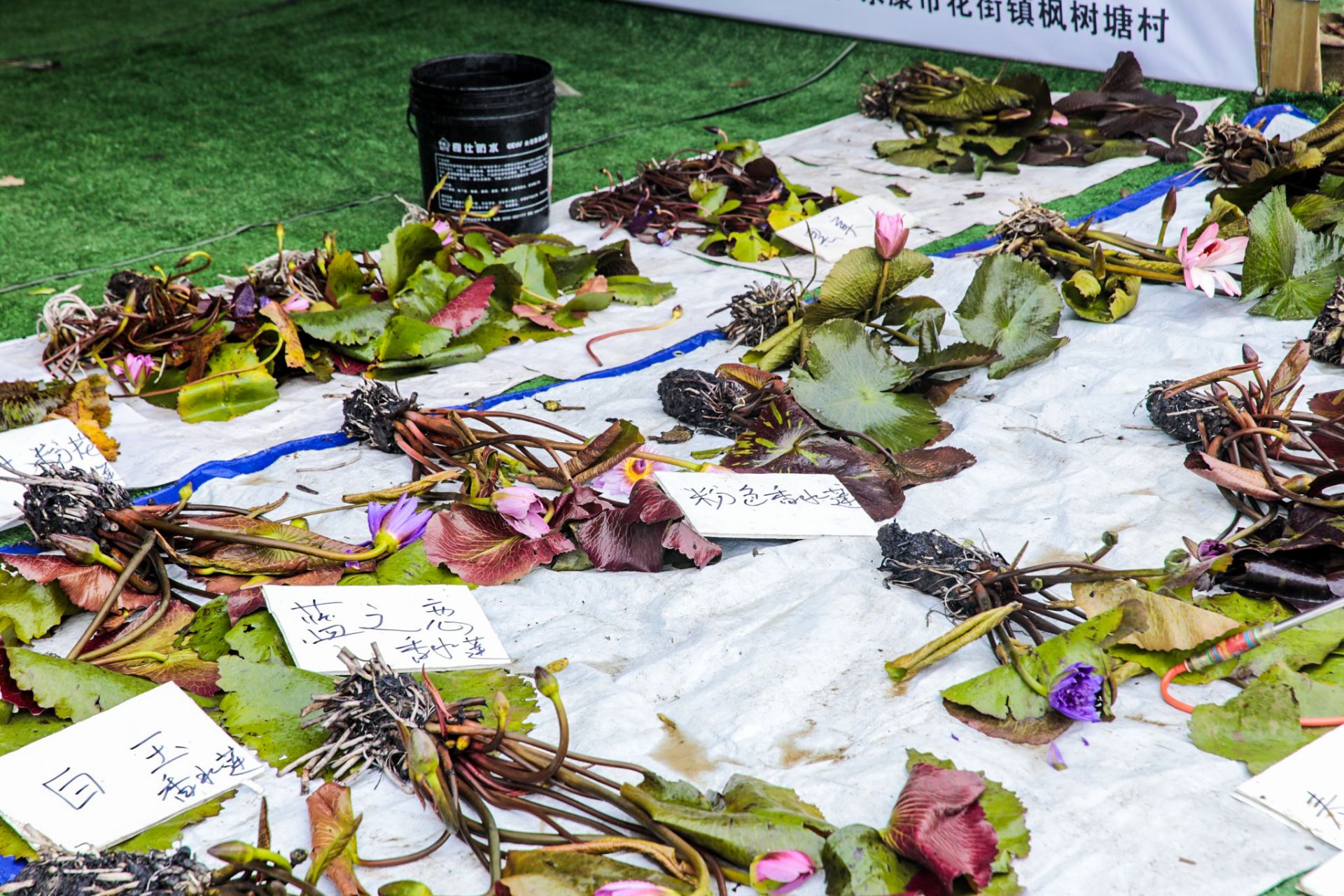 杭州会议摄影-中国·湖州长兴花木大会|图片直播-现场照片-14